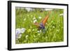 Copper Butterfly (Lycaena Sp) on Forget-Me-Not (Myosotis Sp) Poloniny Np, East Slovakia, Europe-Wothe-Framed Photographic Print