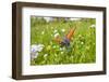 Copper Butterfly (Lycaena Sp) on Forget-Me-Not (Myosotis Sp) Poloniny Np, East Slovakia, Europe-Wothe-Framed Photographic Print