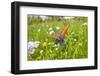 Copper Butterfly (Lycaena Sp) on Forget-Me-Not (Myosotis Sp) Poloniny Np, East Slovakia, Europe-Wothe-Framed Photographic Print