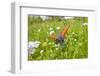 Copper Butterfly (Lycaena Sp) on Forget-Me-Not (Myosotis Sp) Poloniny Np, East Slovakia, Europe-Wothe-Framed Photographic Print