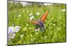 Copper Butterfly (Lycaena Sp) on Forget-Me-Not (Myosotis Sp) Poloniny Np, East Slovakia, Europe-Wothe-Mounted Photographic Print