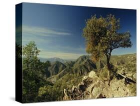 Copper Canyon in the Sierra Madre Occidental from Hiking Trail Near Divisadero, Mexico-Robert Francis-Stretched Canvas