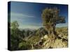 Copper Canyon in the Sierra Madre Occidental from Hiking Trail Near Divisadero, Mexico-Robert Francis-Stretched Canvas