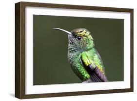 Copper Headed-Larry Malvin-Framed Photographic Print