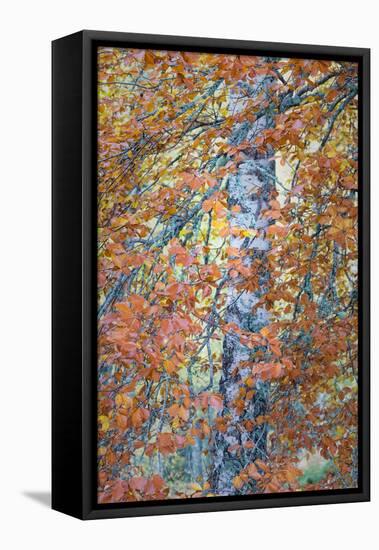 Copper Mist-Doug Chinnery-Framed Stretched Canvas