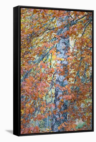 Copper Mist-Doug Chinnery-Framed Stretched Canvas