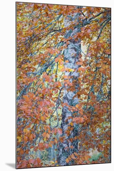 Copper Mist-Doug Chinnery-Mounted Photographic Print