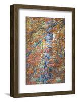 Copper Mist-Doug Chinnery-Framed Photographic Print