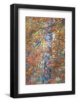 Copper Mist-Doug Chinnery-Framed Photographic Print