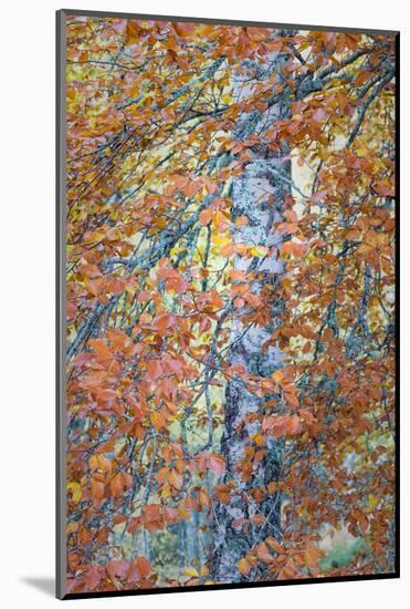 Copper Mist-Doug Chinnery-Mounted Photographic Print