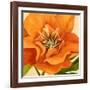 Copper Petals II-Annie Warren-Framed Art Print