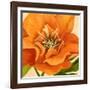 Copper Petals II-Annie Warren-Framed Art Print