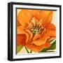 Copper Petals II-Annie Warren-Framed Art Print