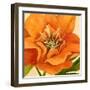 Copper Petals II-Annie Warren-Framed Art Print