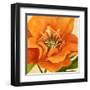 Copper Petals II-Annie Warren-Framed Art Print