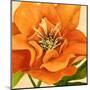 Copper Petals II-Annie Warren-Mounted Art Print