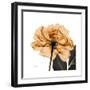 Copper Rose Black-Albert Koetsier-Framed Premium Giclee Print