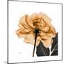 Copper Rose Black-Albert Koetsier-Mounted Premium Giclee Print