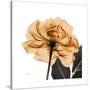 Copper Rose Black-Albert Koetsier-Stretched Canvas