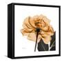 Copper Rose Black-Albert Koetsier-Framed Stretched Canvas
