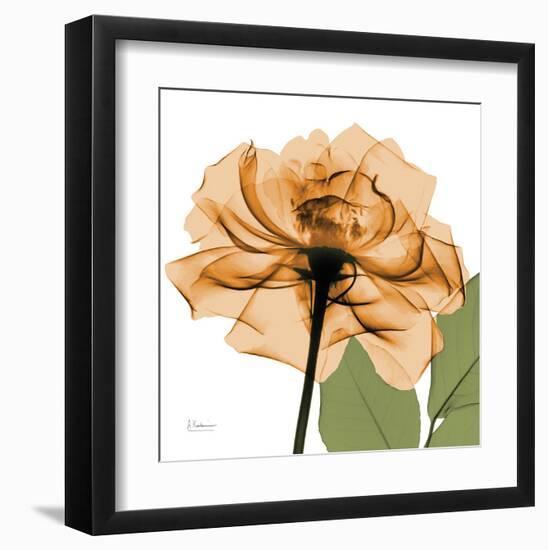 Copper Rose-Albert Koetsier-Framed Art Print