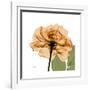 Copper Rose-Albert Koetsier-Framed Premium Giclee Print