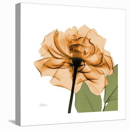 Copper Rose-Albert Koetsier-Stretched Canvas