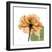 Copper Rose-Albert Koetsier-Framed Premium Giclee Print