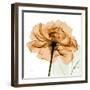 Copper Rose-Albert Koetsier-Framed Art Print