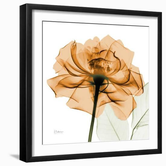 Copper Rose-Albert Koetsier-Framed Art Print