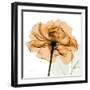 Copper Rose-Albert Koetsier-Framed Art Print