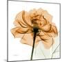 Copper Rose-Albert Koetsier-Mounted Art Print