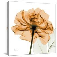 Copper Rose-Albert Koetsier-Stretched Canvas