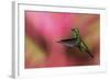 Copper-Rumped Hummingbird-Ken Archer-Framed Photographic Print