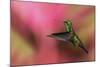 Copper-Rumped Hummingbird-Ken Archer-Mounted Photographic Print