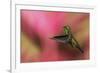 Copper-Rumped Hummingbird-Ken Archer-Framed Photographic Print