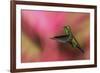 Copper-Rumped Hummingbird-Ken Archer-Framed Photographic Print