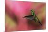 Copper-Rumped Hummingbird-Ken Archer-Mounted Photographic Print