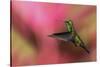 Copper-Rumped Hummingbird-Ken Archer-Stretched Canvas