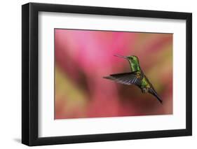 Copper-Rumped Hummingbird-Ken Archer-Framed Photographic Print