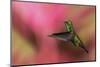 Copper-Rumped Hummingbird-Ken Archer-Mounted Photographic Print