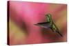 Copper-Rumped Hummingbird-Ken Archer-Stretched Canvas