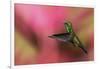 Copper-Rumped Hummingbird-Ken Archer-Framed Photographic Print