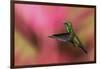 Copper-Rumped Hummingbird-Ken Archer-Framed Photographic Print