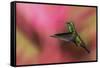 Copper-Rumped Hummingbird-Ken Archer-Framed Stretched Canvas
