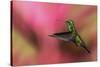 Copper-Rumped Hummingbird-Ken Archer-Stretched Canvas