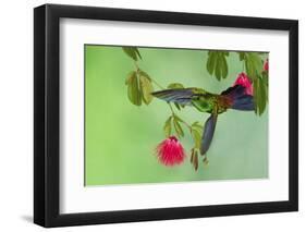 Copper-Rumped Hummingbird-Ken Archer-Framed Photographic Print