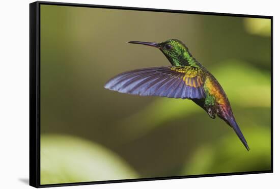 Copper-rumped Hummingbird-Ken Archer-Framed Stretched Canvas