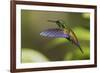 Copper-rumped Hummingbird-Ken Archer-Framed Premium Photographic Print