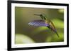 Copper-rumped Hummingbird-Ken Archer-Framed Premium Photographic Print